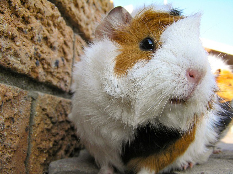 Cute guinea pig