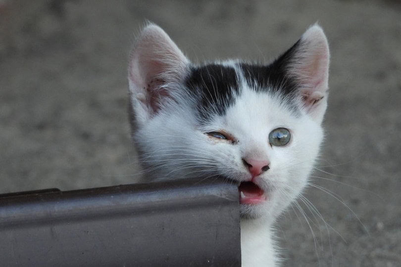 Cute kitten biting the corner of a wooden bench