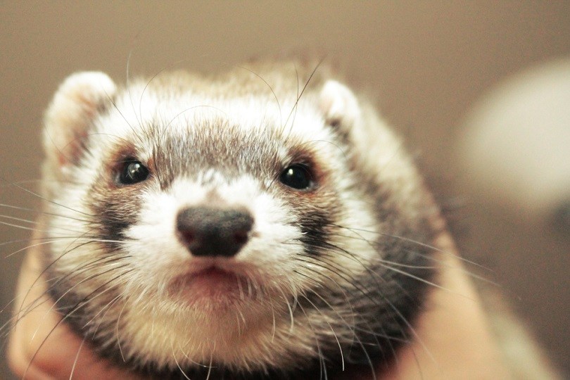 Cute little domestic ferret, female adorable_Bea K_shutterstock