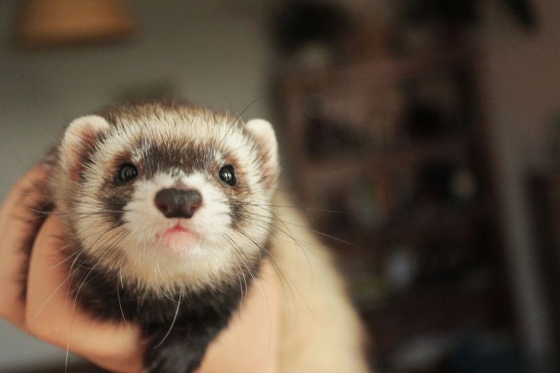 Cute little domestic ferret, female_Bea K_shutterstock
