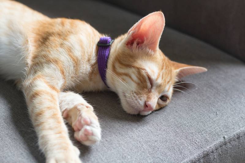 Cute orange cat with blue collars sleeping on sofa in the morning