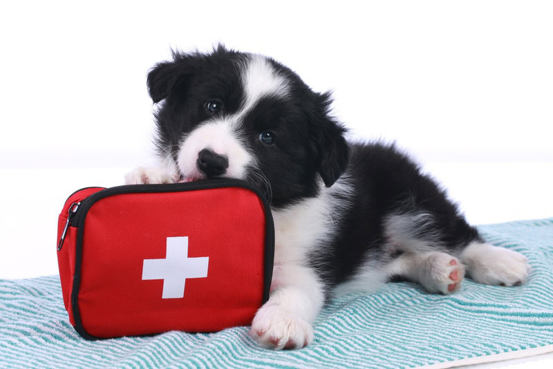 Cute puppy chewing on emergency kit