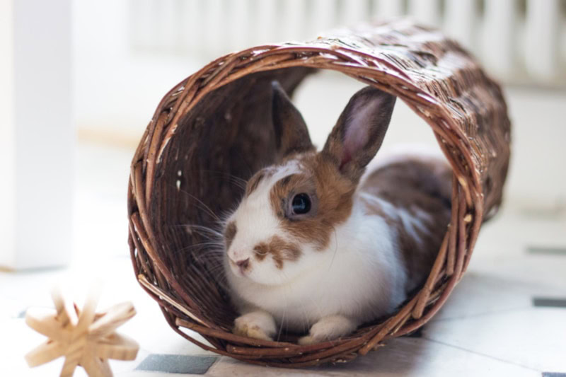 Cute rabbit playing in the tunnel