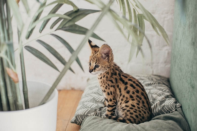 Cute savannah Kitten