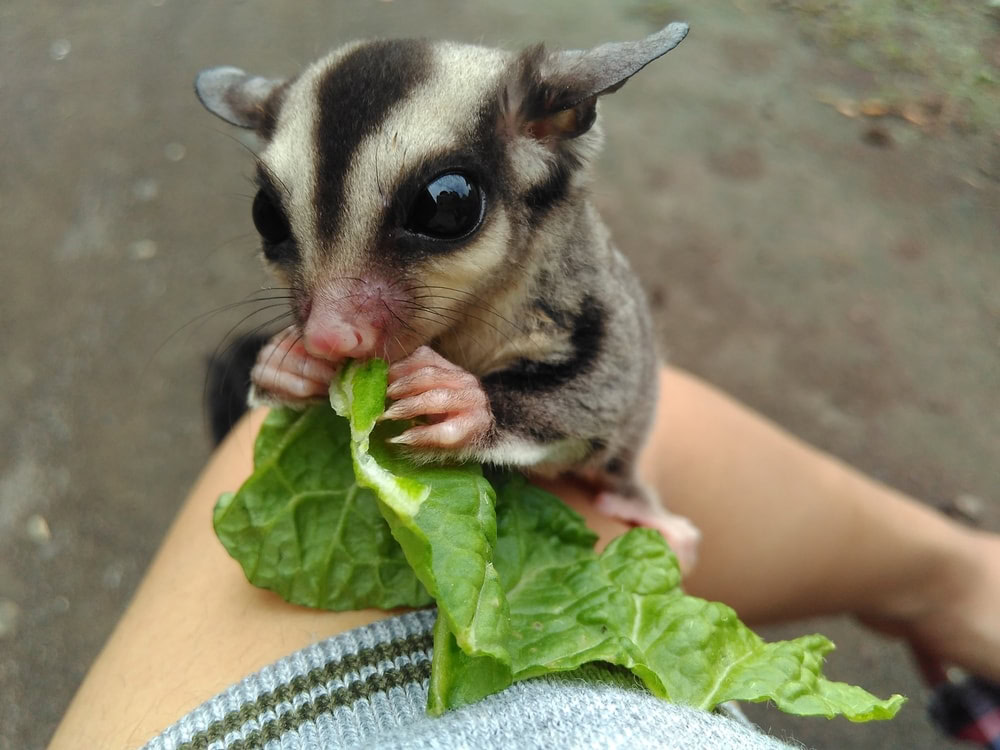 Cute sugar glider eating plants