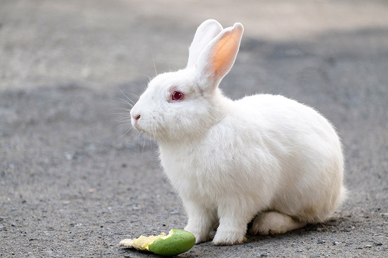 Cute white rabbit eating drop mango on the floor