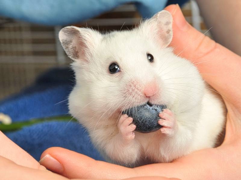 Cute white syrian hamster eating blueberry while held in human hands