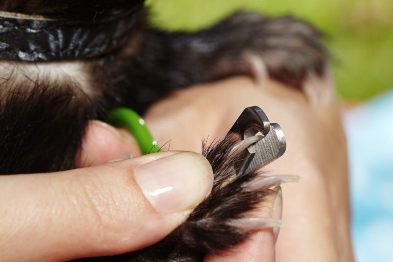 Cutting ferret nails