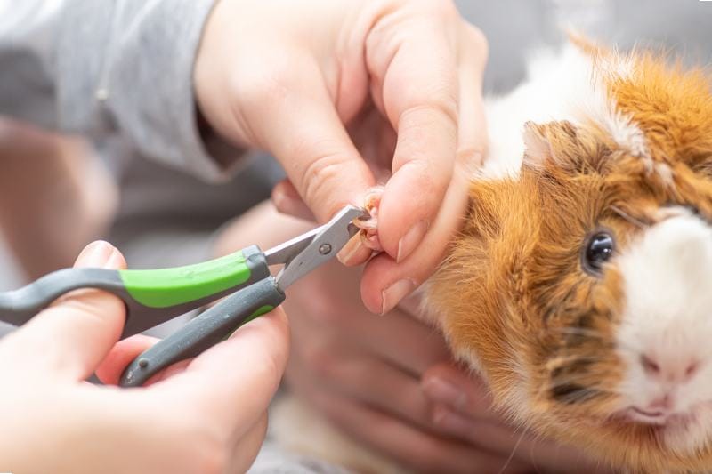 Cutting guinea pig nails at home
