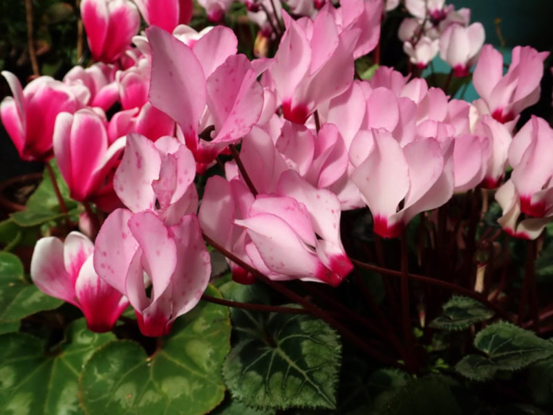 Cyclamen flowers