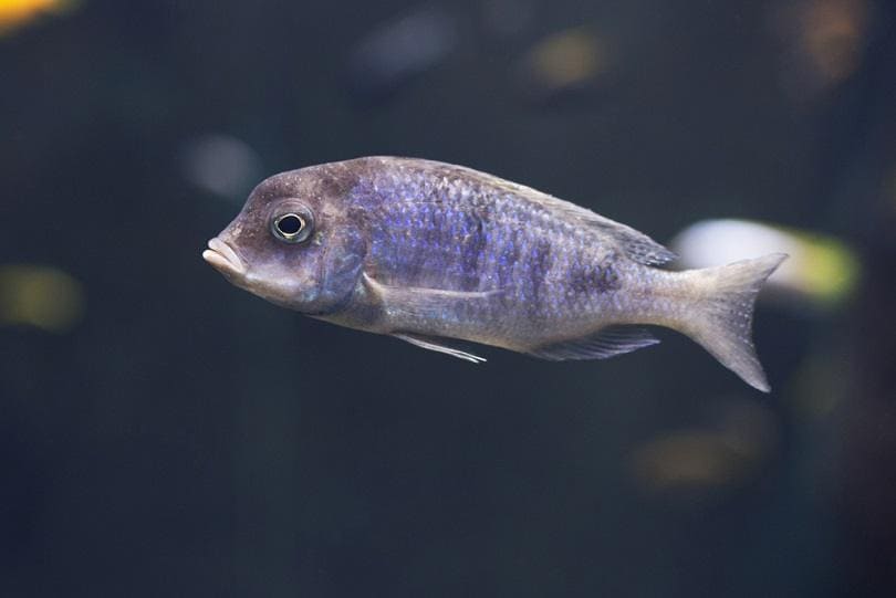 Cynotilapia afra Dogtooth Cichlid_Trybex_shutterstock