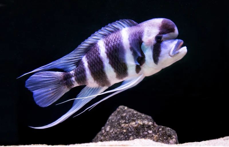 Cyphotilapia Frontosa, an african cichlid from lake tanganyika