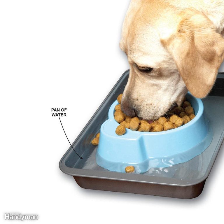 DIY Ant Proof Pet Food Dish