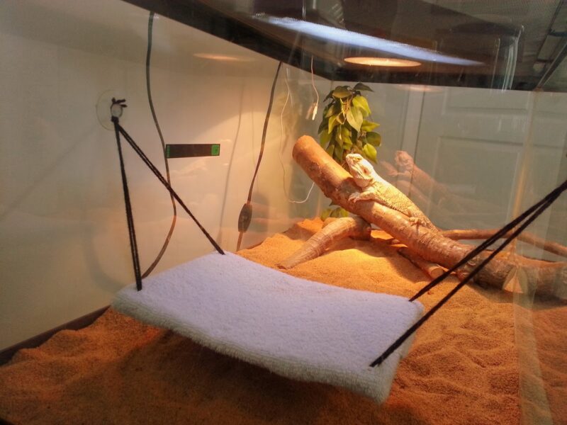 DIY Bearded Dragon Hammock