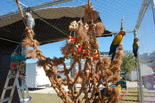 DIY Bird Climbing Net
