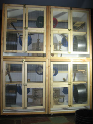 DIY Build a Chinchilla Cage