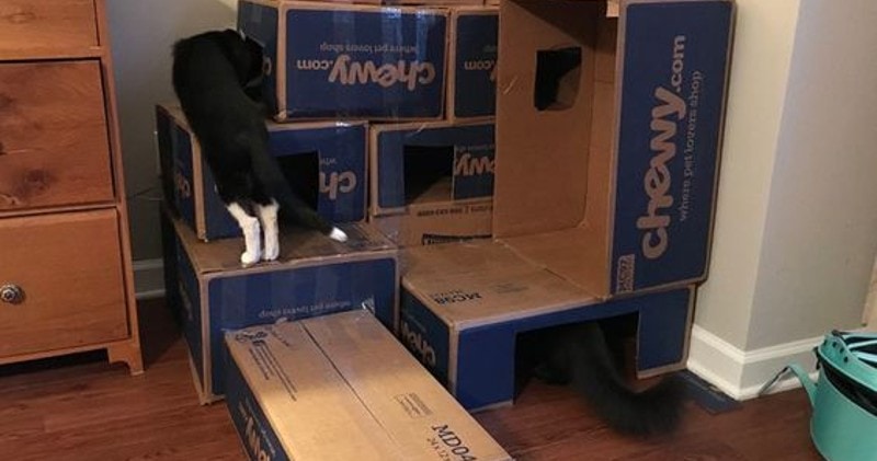 DIY Cardboard Box Cat Beds