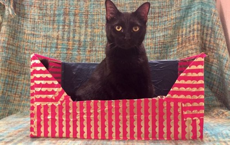DIY Cardboard Box Cat Beds