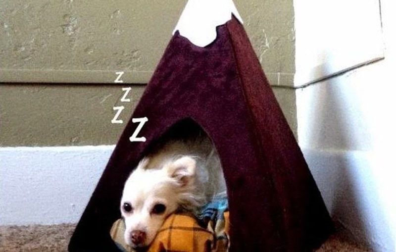 DIY Cardboard Box Cat Beds