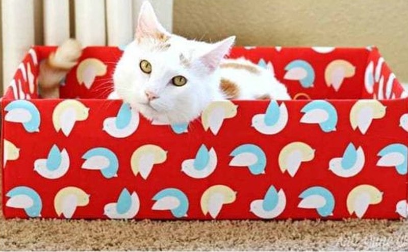 DIY Cardboard Box Cat Beds