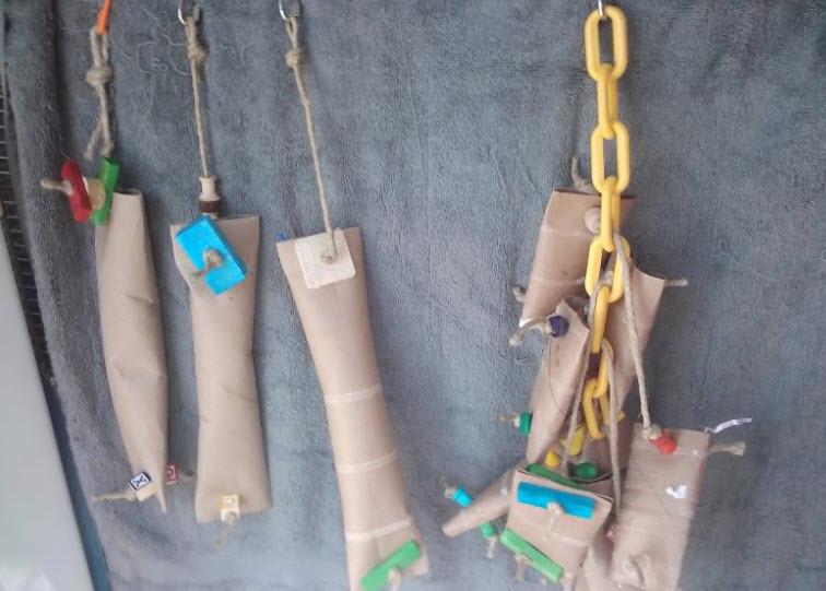 DIY Cardboard Foraging Tubes