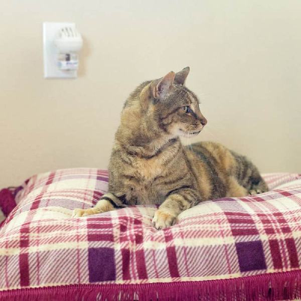 DIY Cat Bed Tutorial1