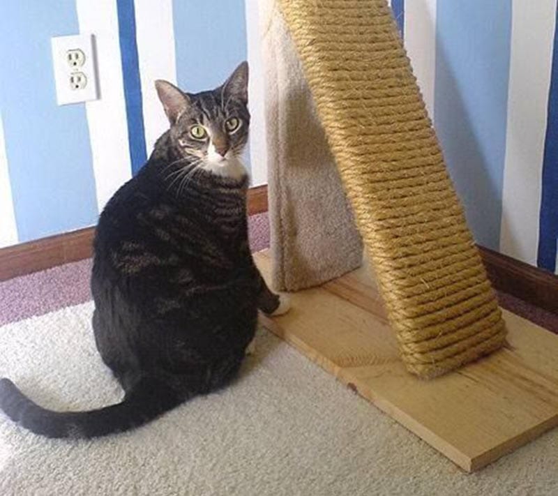 DIY Cat Enrichment Ideas