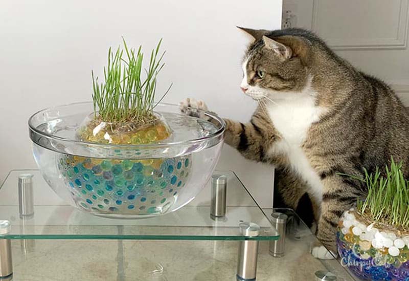 DIY Cat Enrichment