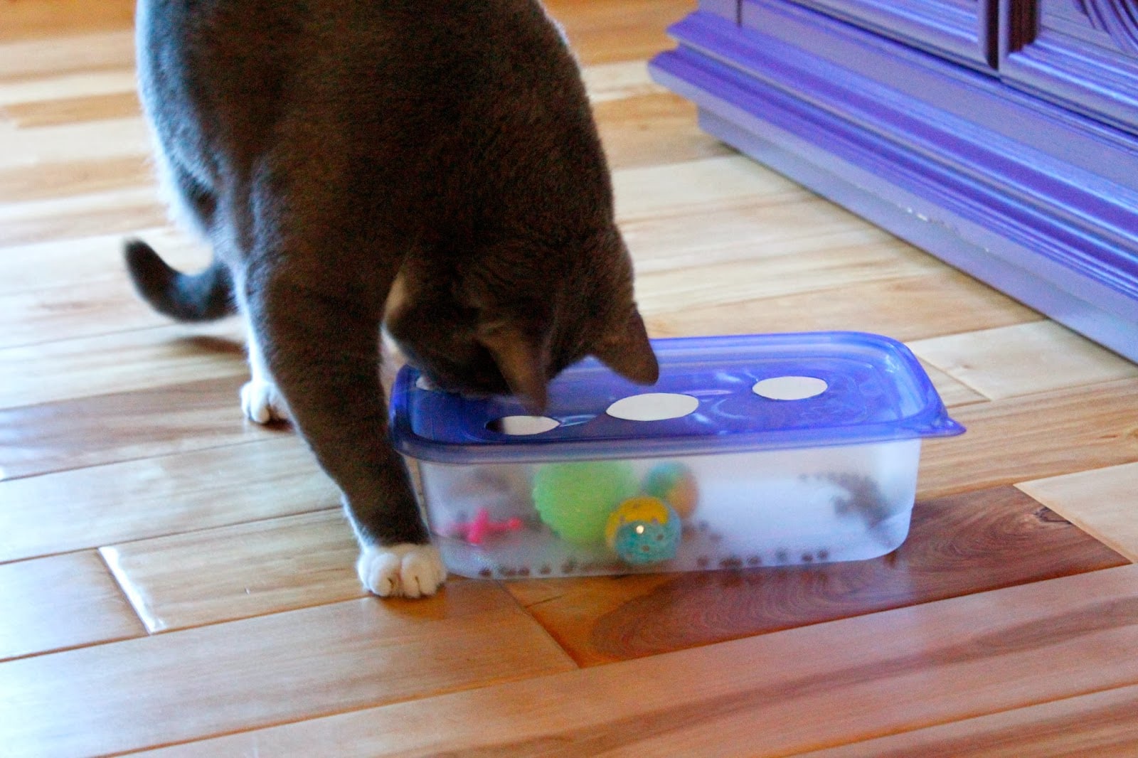 DIY Cat Feeder Puzzle