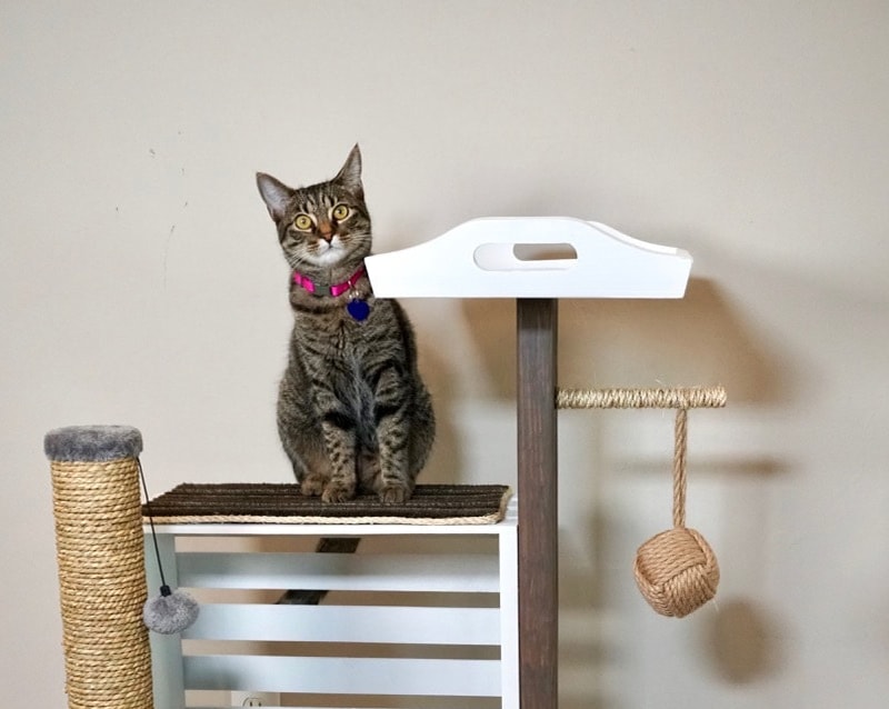 DIY Cat Shelf Ideas