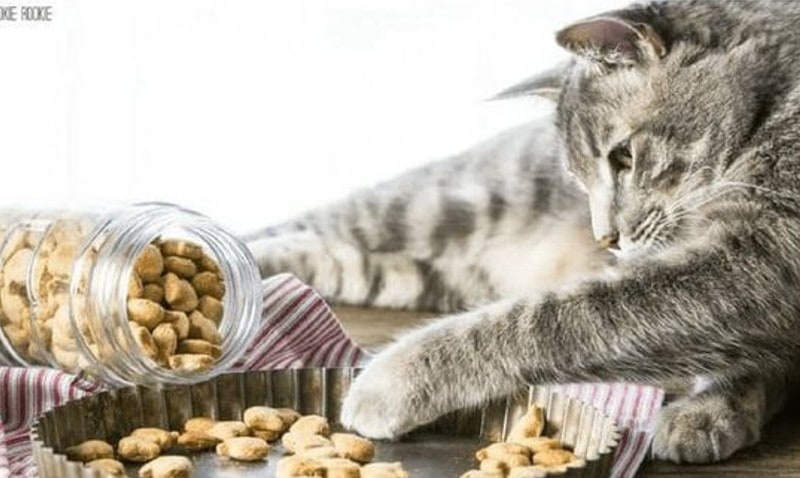 DIY Christmas Gifts For Cats