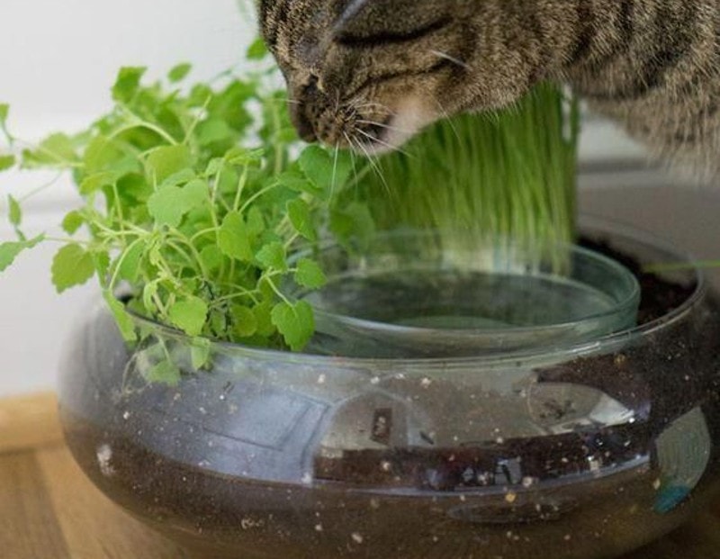 DIY Christmas Gifts For Cats