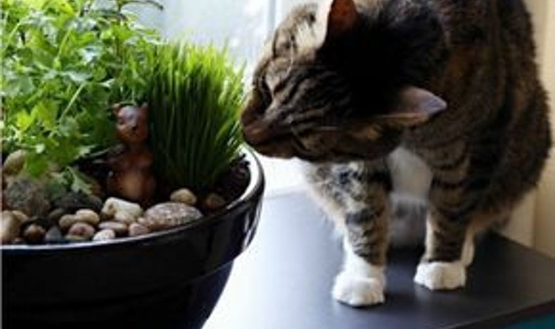 DIY Christmas Gifts For Cats