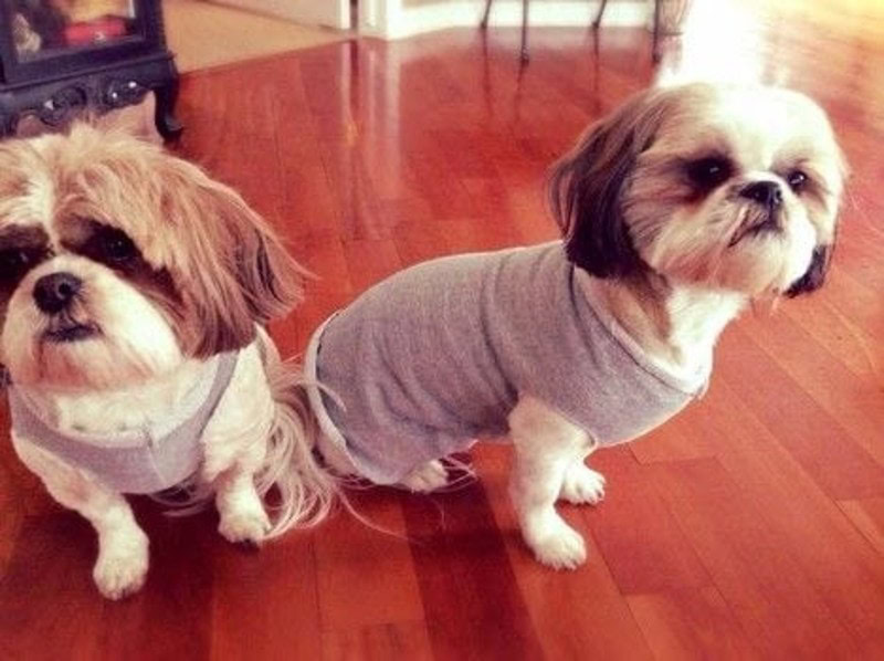 DIY Dog Sweater Plan