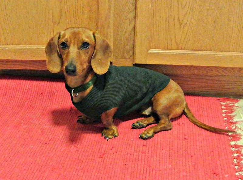 DIY Dog Sweater Plan