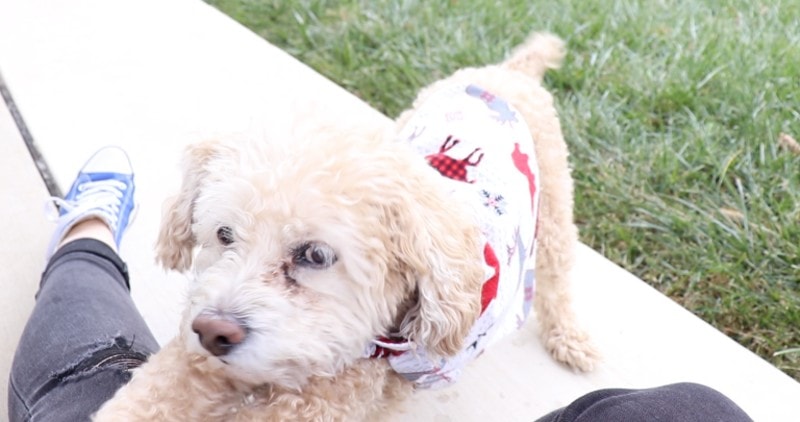 DIY Dog Sweater Plan