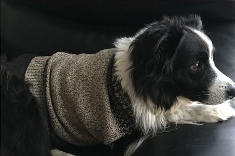 DIY Dog Sweater Plan