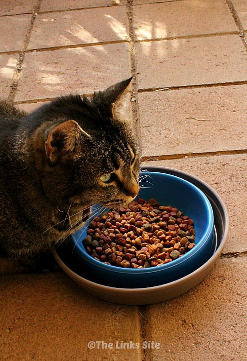 DIY Easy Ant Proof Cat Food Bowl