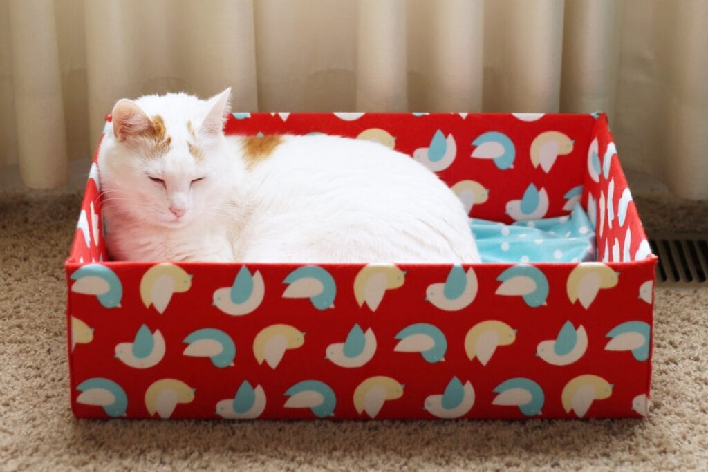 DIY Easy Cat Box