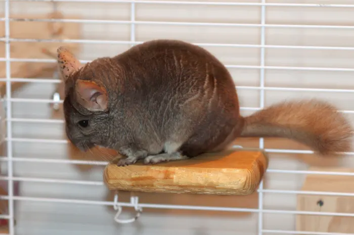 DIY Easy Wooden DIY Chinchilla Ledge Plans