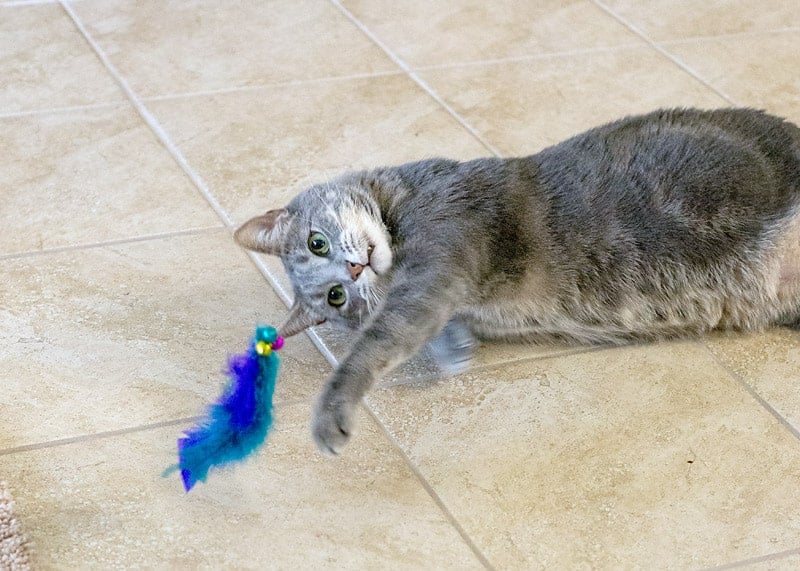DIY Feather Cat Toy1