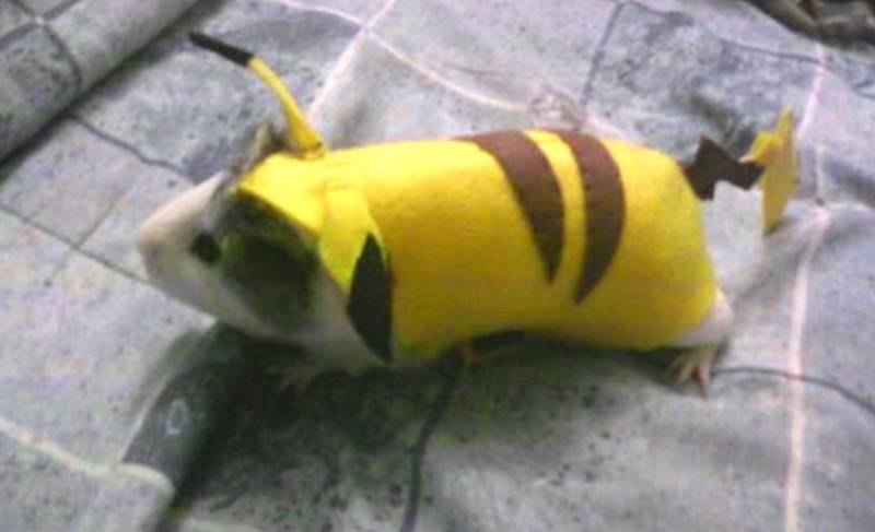DIY Guinea Pig Pikachu Costume