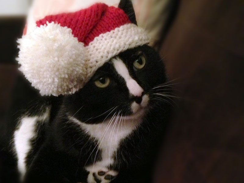 DIY Halloween Costume For Cats