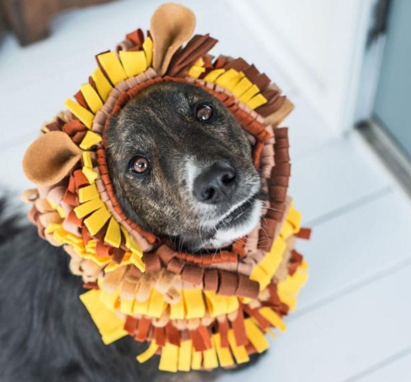 DIY Halloween Costume For Cats