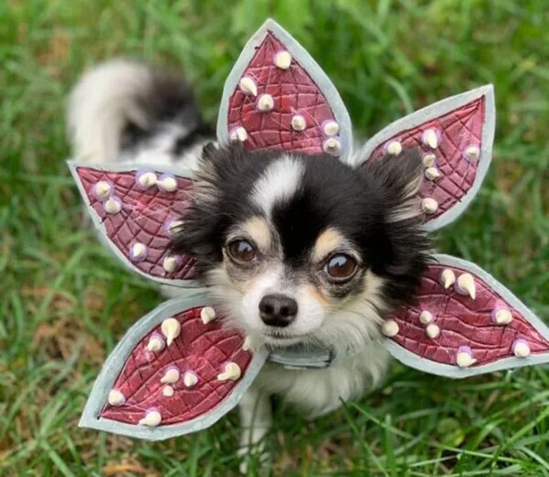 DIY Halloween Costume For Cats