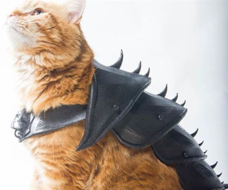 DIY Halloween Costume For Cats