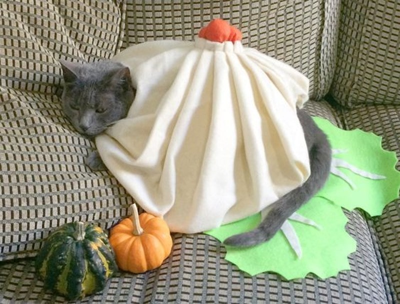 DIY Halloween Costume For Cats