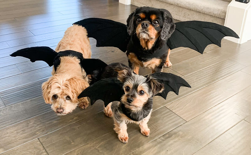 DIY Halloween Costume For Cats