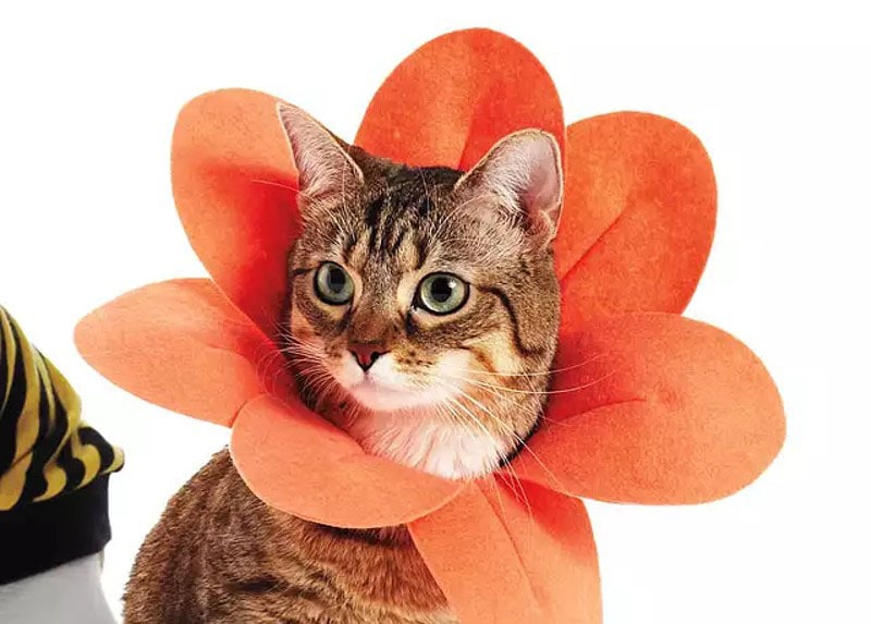 DIY Halloween Costume For Cats