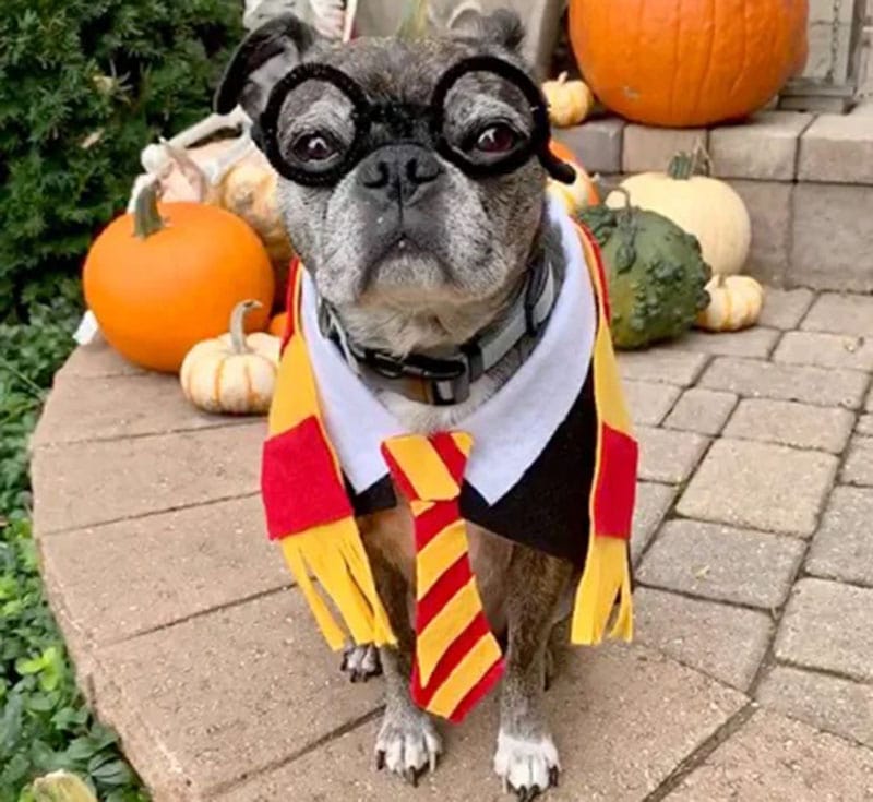 DIY Halloween Costume For Cats